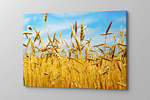 Obraz Pšeničné pole 1503